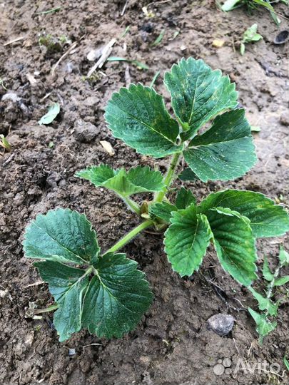 Рассада клубники купчиха