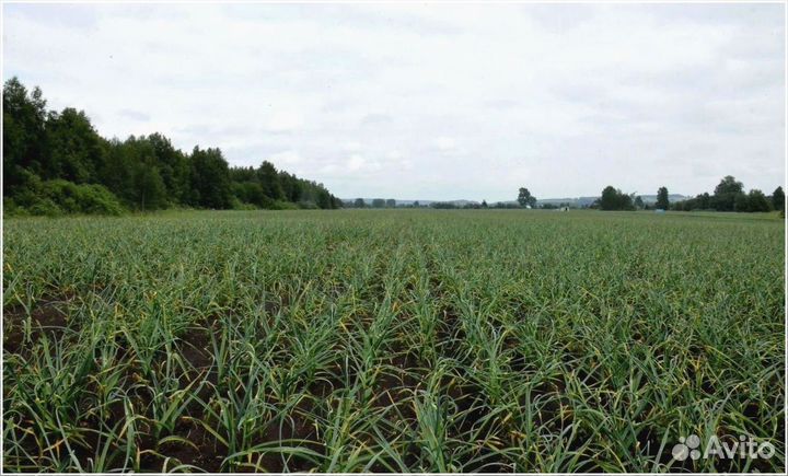 Привлекаю инвестиции для развития бизнеса