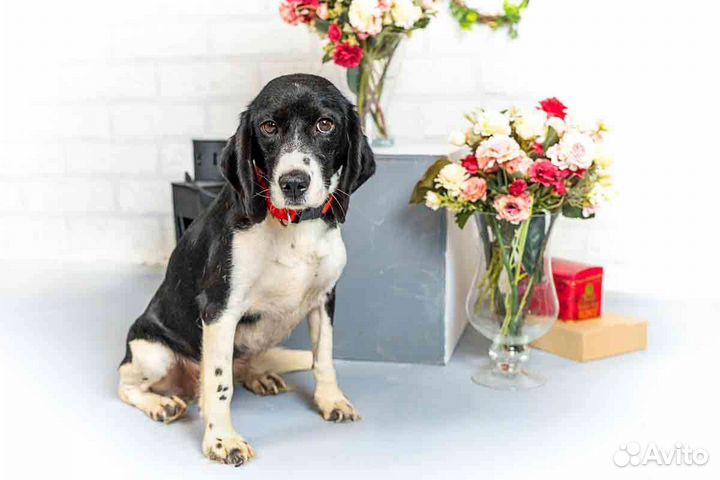 Девочка бигль в дар