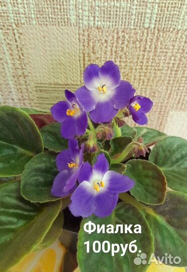 Комнатные растения цветы