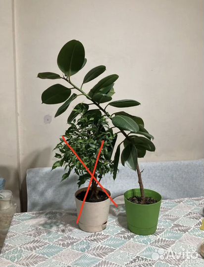 Фикус крупнолистный