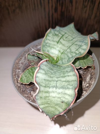 Сансевиерия кирки Сильвер блю,Хани крео