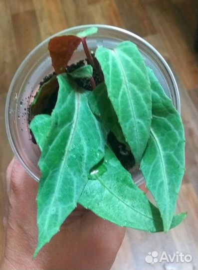 Циссус Амазоника