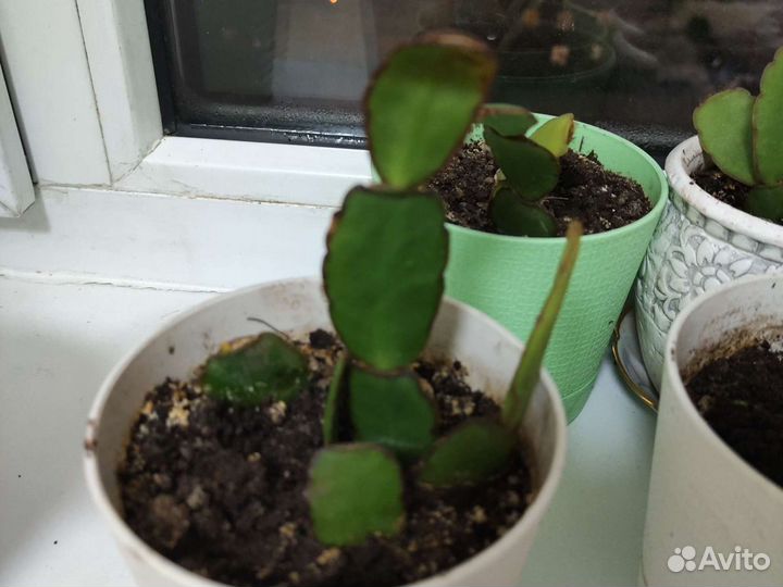 Рипсалидопсис оранжевый