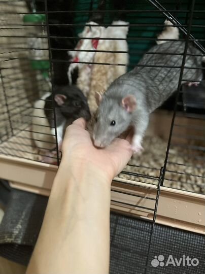 Декоративная крыса