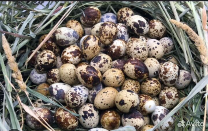 Яйца перепелиные домашние