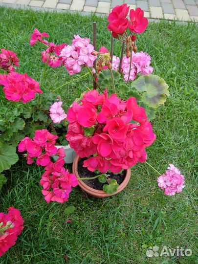 Герань, фиалка