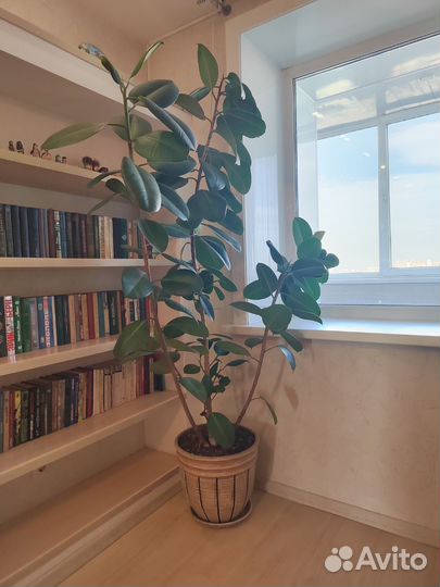 Фикус лировидный