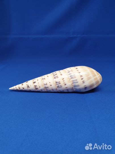 Морские ракушки Мурекс, Murex indivia - 87мм