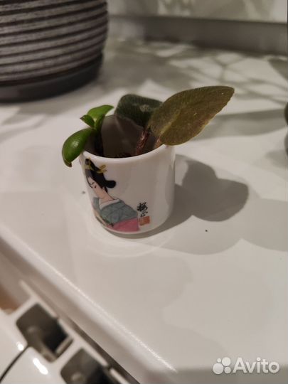 Фиалка розовая, денежное дерево (Толстянка)