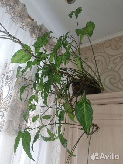 Комнатные цветы