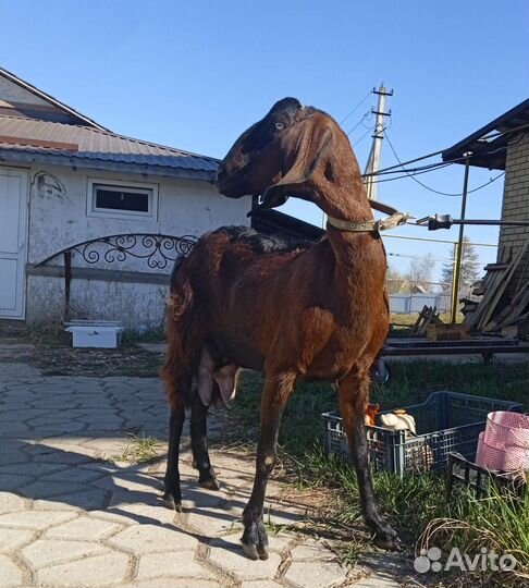 Камори Козы