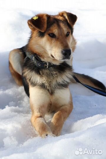 Собака Мухтар