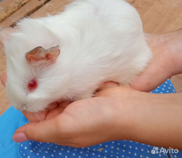 Морские свинки