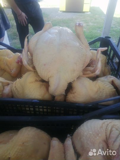 Курица бройлер