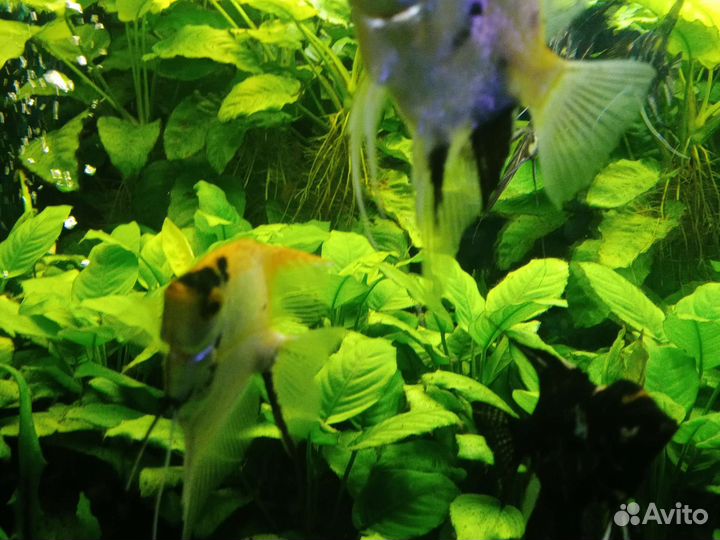 Аквариумные рыбки,растения,корма