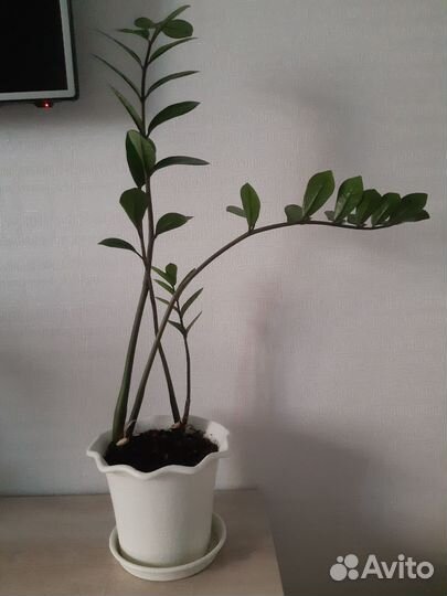 Замиокулькас