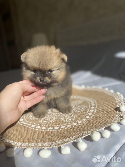 Щенки шпица