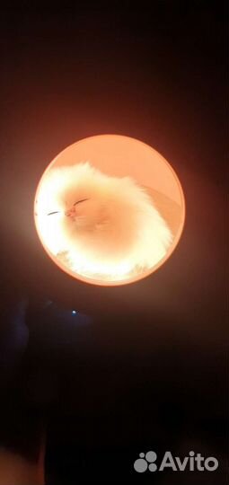 Ночник котик