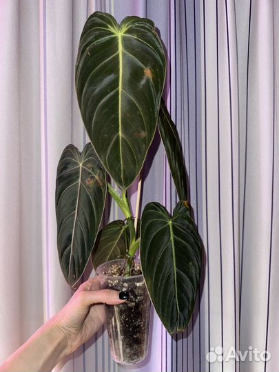 Филодендрон миланохризум