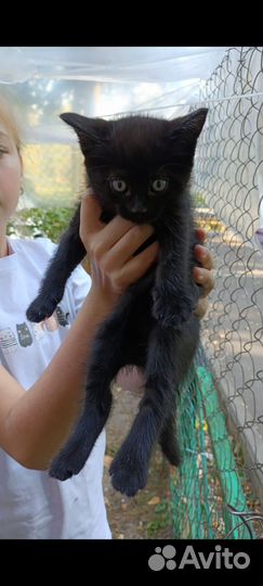 Котята в добрые руки 1 месяц