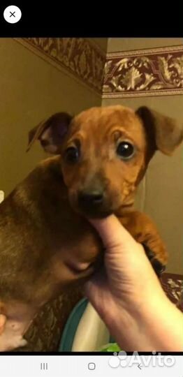 Щенки цвергпинчера