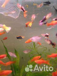 Аквариумная рыба