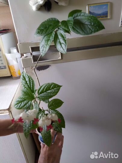 Клеродендрум томпсона есть не цветущие