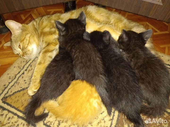 Шотландские котята бесплатно