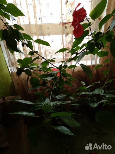 Цветущая китайская роза, Гибискус, рэо