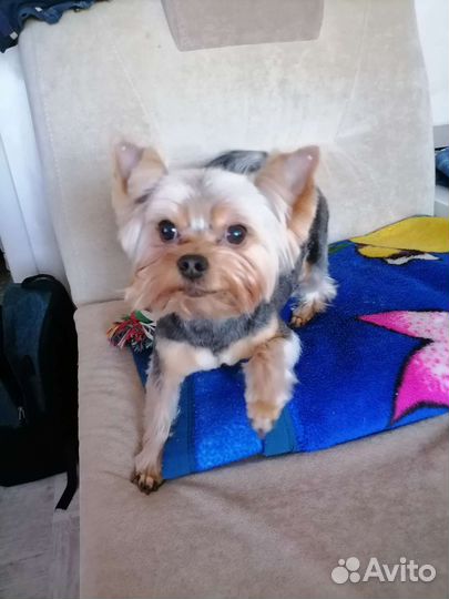 Ищем невесту