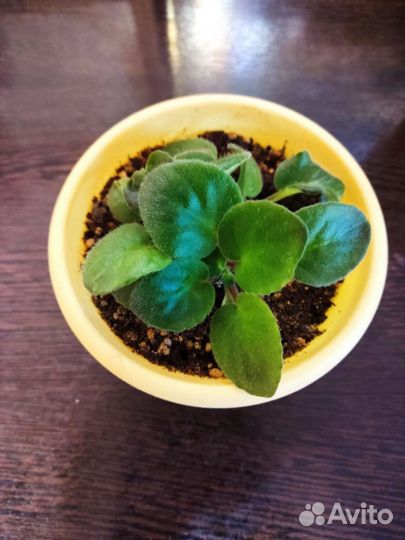 Молодые фиалки