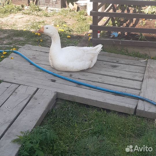 Гуси Линда