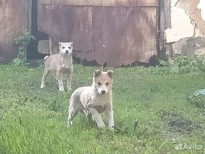 Отдам щенков