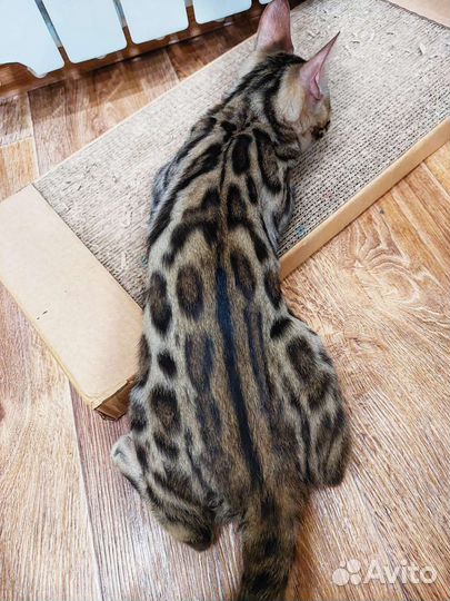 Бенгальский кот