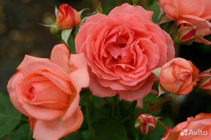 Роза шраб - Амелия Ренессанс