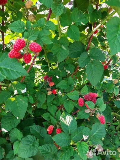 Саженцы. Ежевика,крыжовник,смородина красная