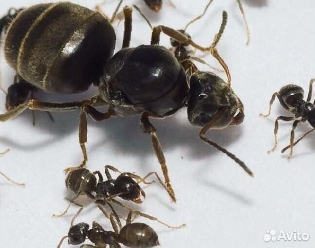 Муравьи Lasius cf. niger (Черный садовый муравей)