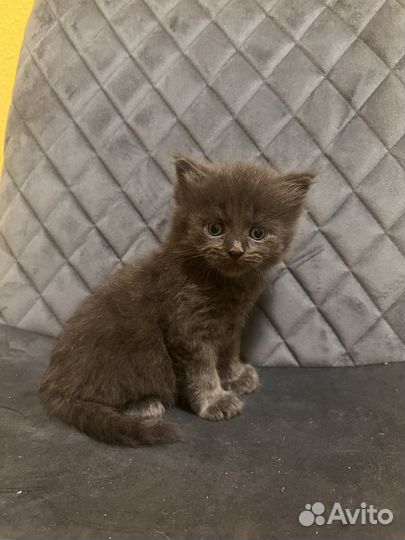 Котята скотиш страйт