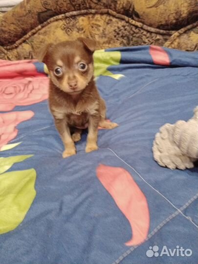 Мини той-терьер щенки