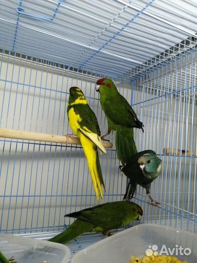 Попугай какарики и кореллы (птенчики)