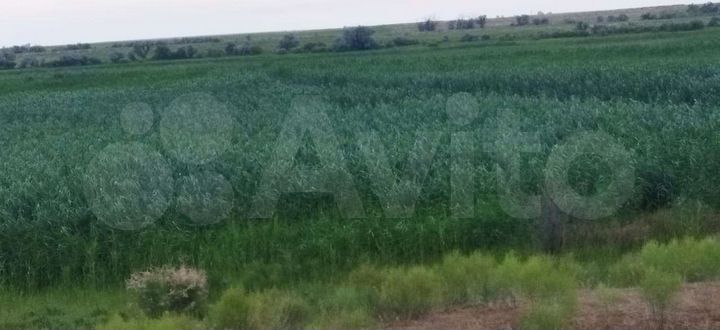 Участок 15 га (СНТ, ДНП)