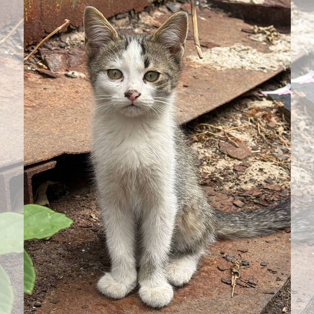 Котёнок в добрые руки