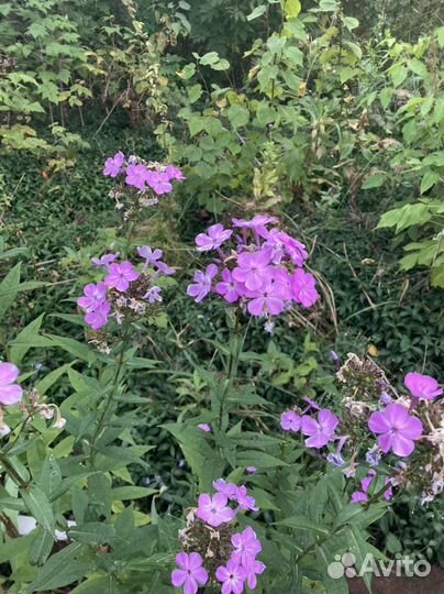 Цветы флоксы многолетние,цветы