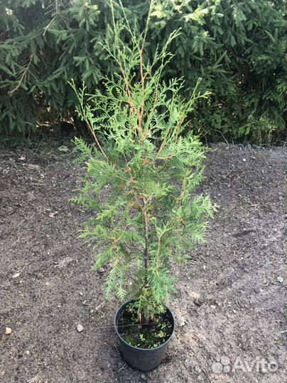 Туя шереметьевская