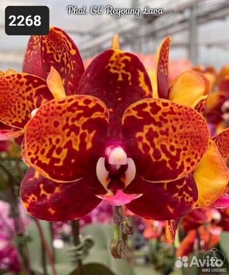 Орхидея фаленопсис