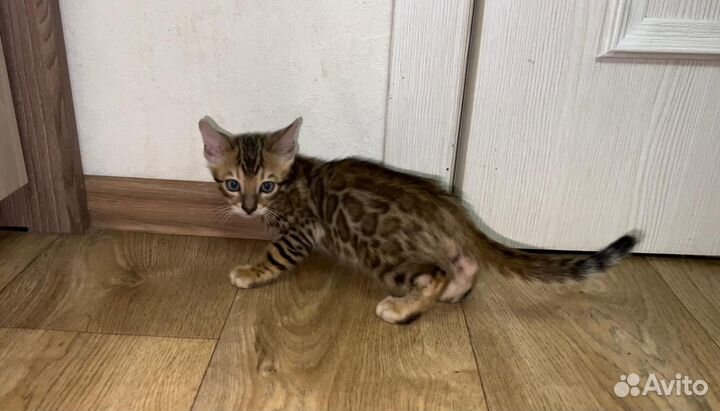 Бенгальские котята
