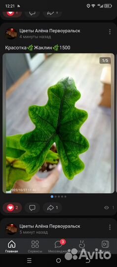 Сингониум Орм Нак,Жаклин,Орбифолия