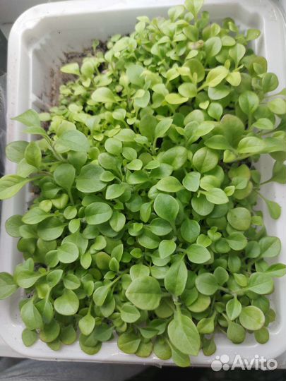 Петунья рассада