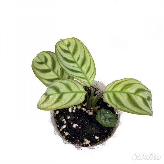 Ктенанта бурле маркси